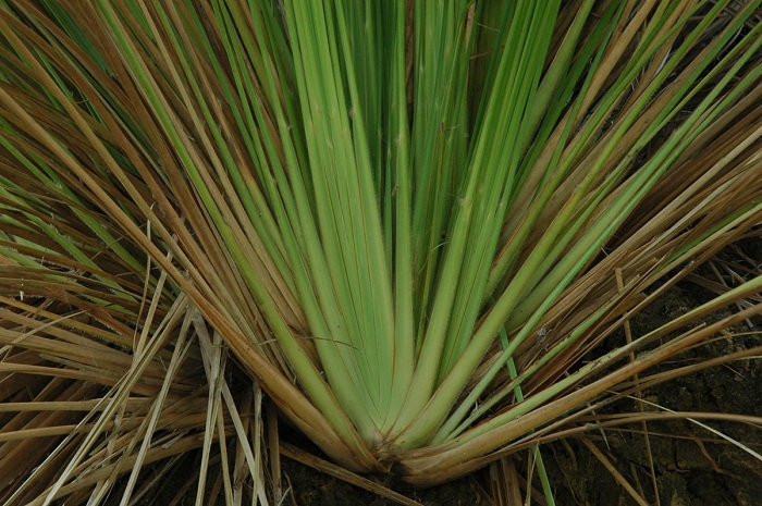 Themeda gigantea